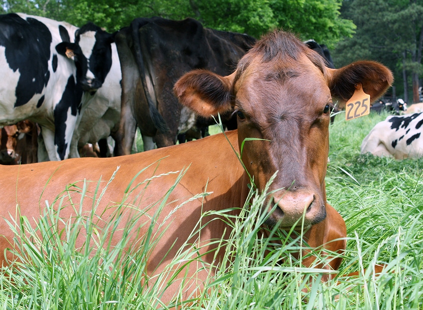 brad-haire-dairy-2016-a.JPG brad-haire-dairy-2016-a.JPG
