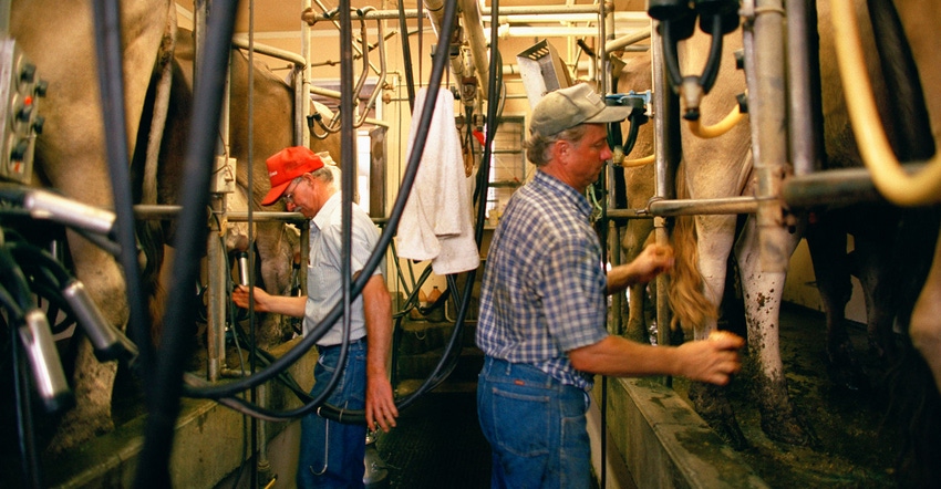 Two workers tend to cows at a dairy facility