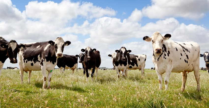 Holstein cows standing in a pasture
