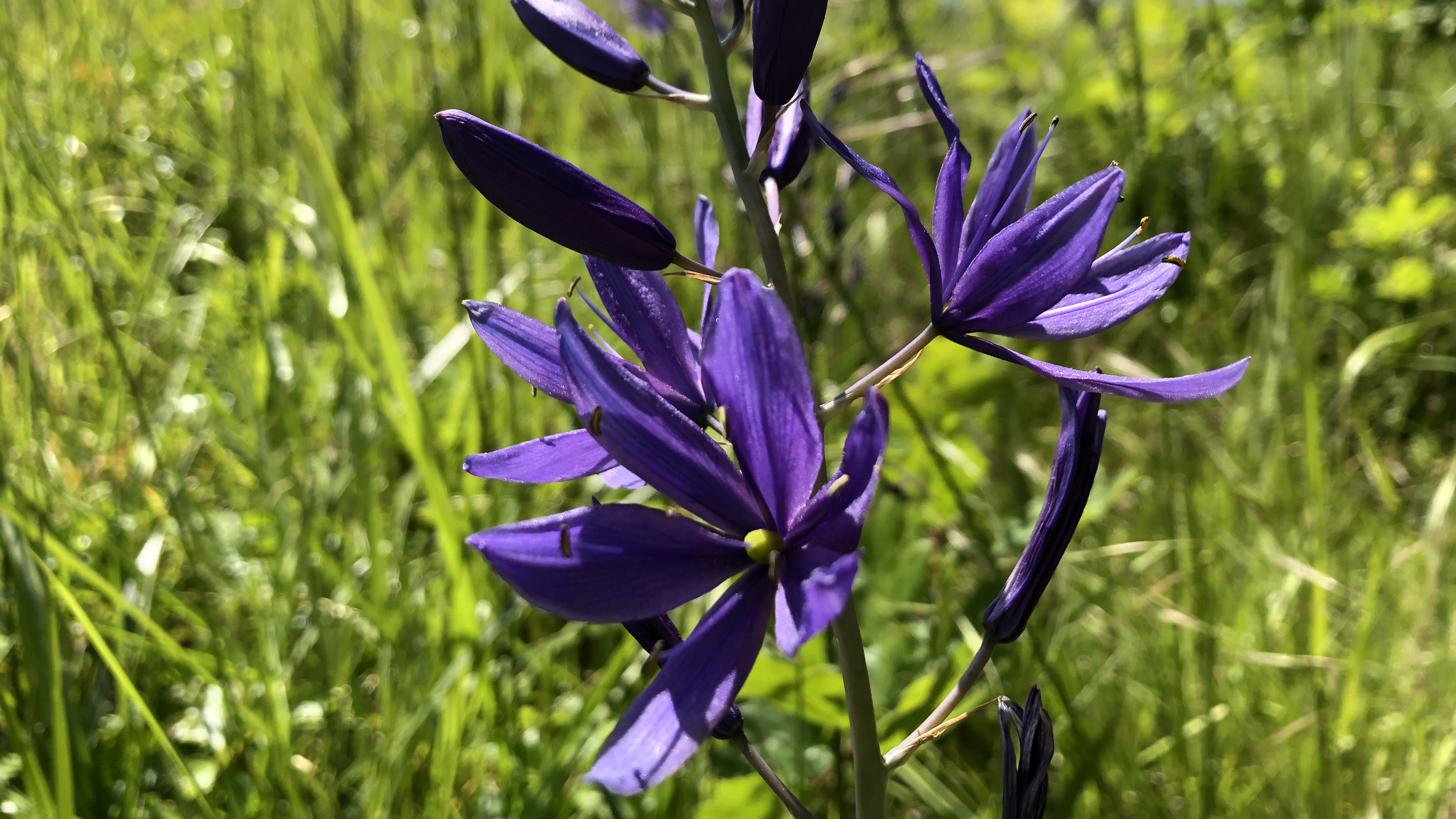 Edible Ore. plant dates back 3,500 years