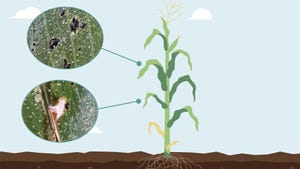 Breaking down the tar spot life cycle
