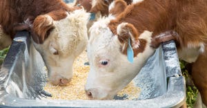 Hereford calves at feed trough