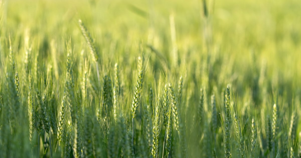 Order cover crop seed now to lock in lower prices