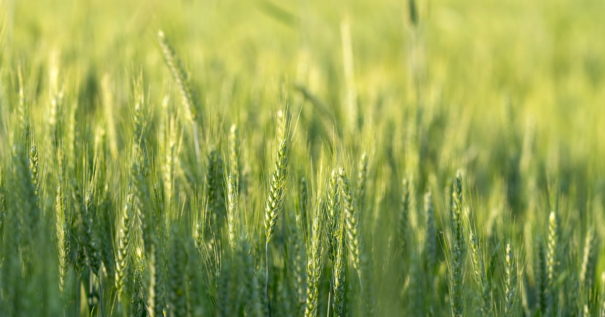 Order cover crop seed now to lock in lower prices