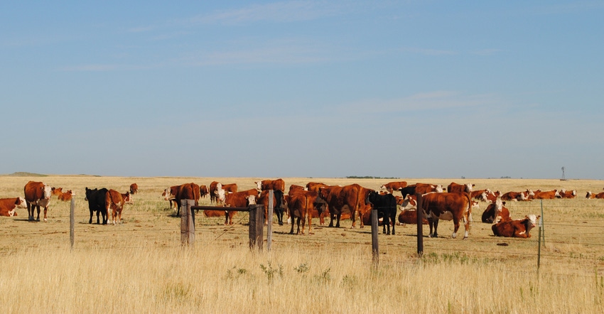Cattle in pasture suffering from drought