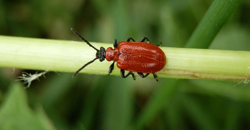 lily leaf beetle