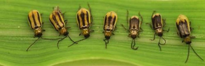 Western corn rootworm beetles are black with yellow stripes 