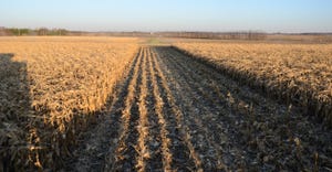 corn test plot where center rows have been harvested