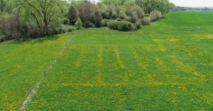 An aerial view of a pasture with dandelions