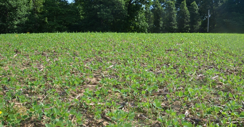 field of young soybeans with treeline in background