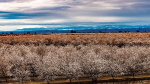 Storm clouds over almond blossoms.