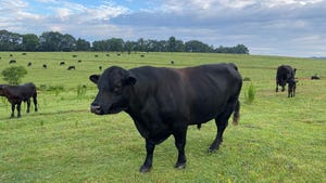 Angus Beef Cattle South Carolina