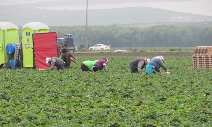 Workers picking strawberries