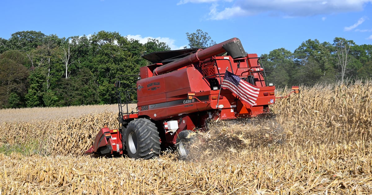 Harvest brings promise, pressure for Maryland farmer
