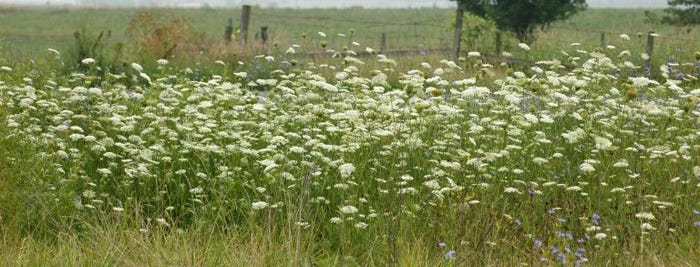 4.14 Wild-carrot-mature-768x293.jpg 4.14 Wild-carrot-mature-768x293.jpg