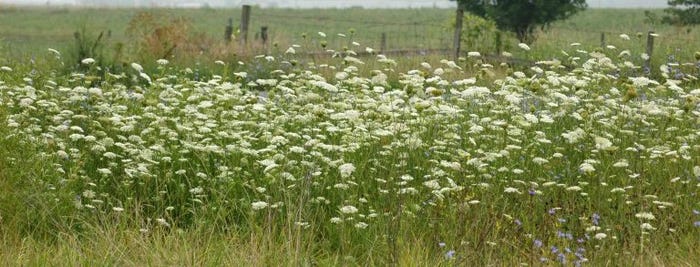 4.14 Wild-carrot-mature-768x293.jpg