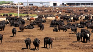 many cattle in feedlot