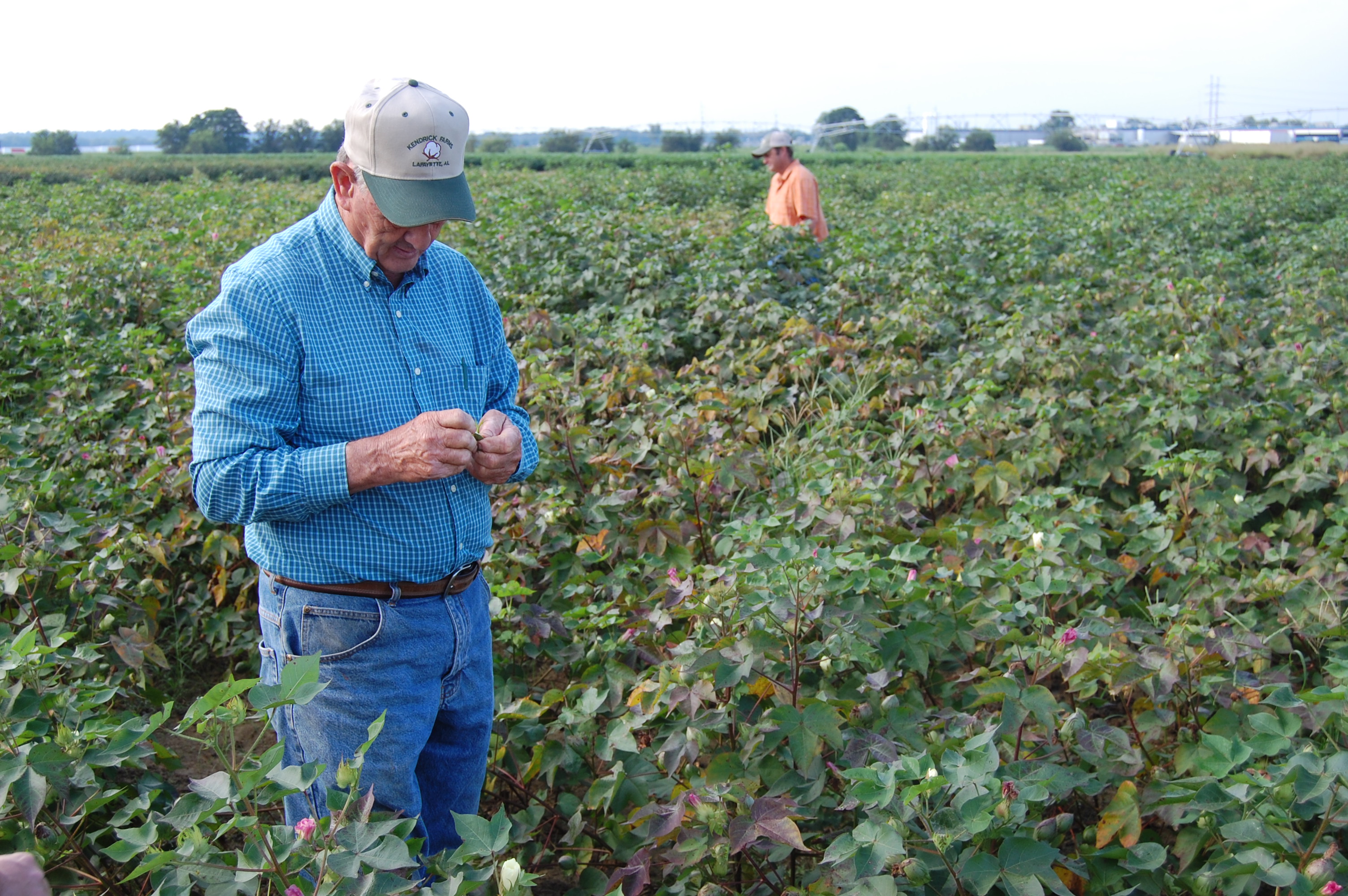 Never too early to start considering cotton PGR questions