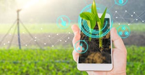 seedling in smartphone
