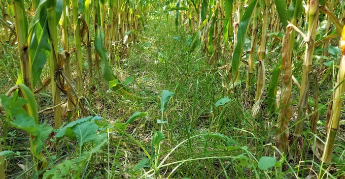 cover crops interseeded into corn