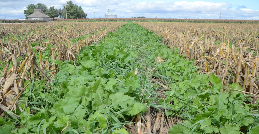 Field with cover crops
