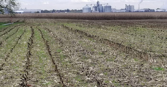 Corkill-cover-crops-stand-Illinois1030M1-3242b_0.jpg