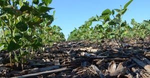 Close up of soybean rows in field
