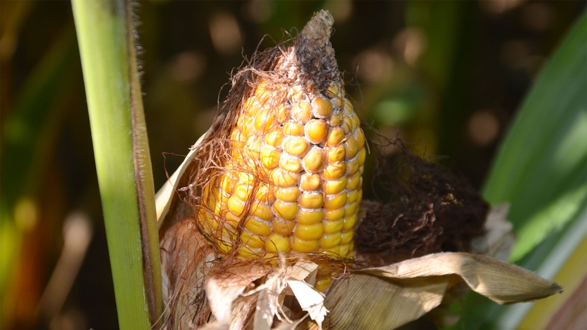  A close-up of an ear of corn with missing kernels