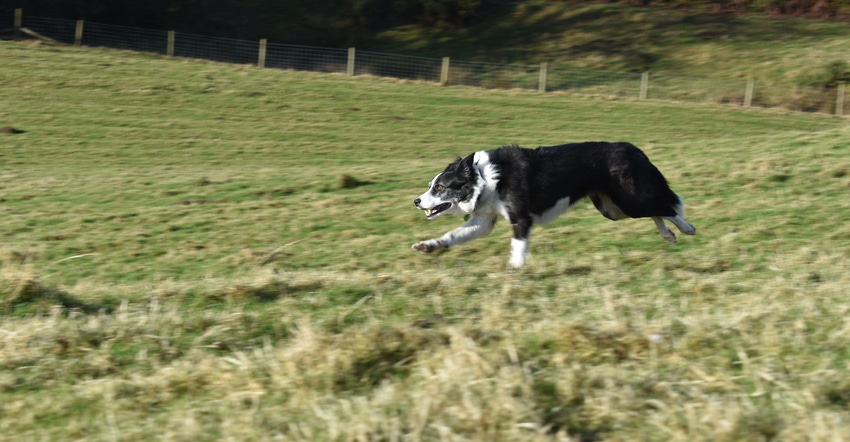 farm dog running in field