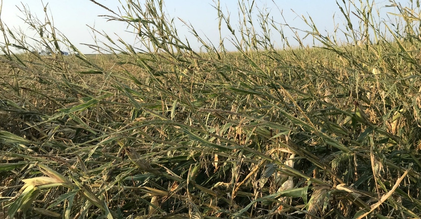 cornfield damaged by wind and drought