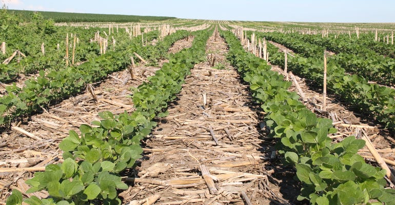 rows of young soybeans in corn stubble 