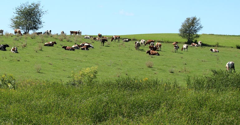 red and white Holstein dairy herd grazing pasture
