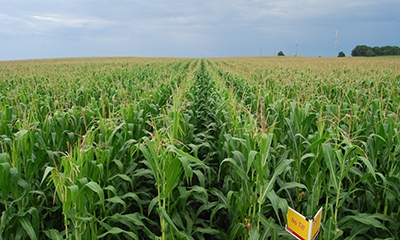 Farmer-leaders Elected To Iowa Corn Boards Of Directors