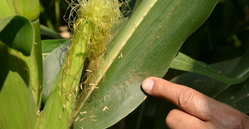 finger pointing at corn leaf