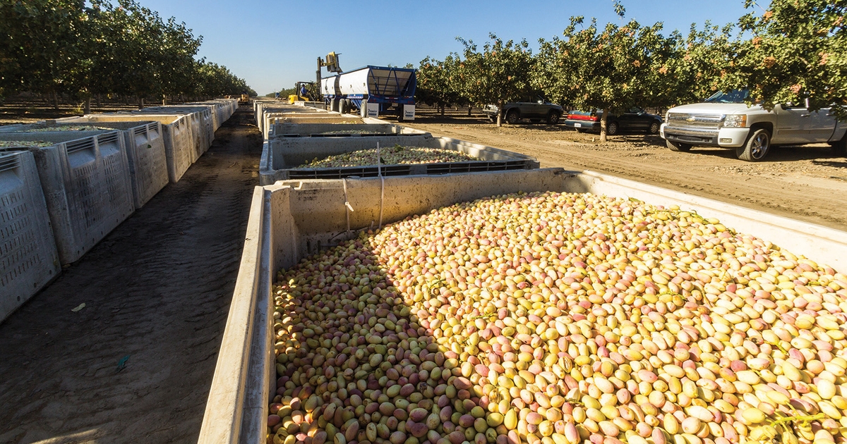 Chill hours on target for pistachios