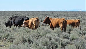 Cattle grazing on sagebrush