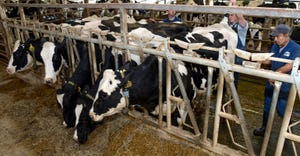 Oakwood Dairy herdsmen Greg Kowalewski, Steve Taber and Esdras Ramirez check several cows flagged with health alerts