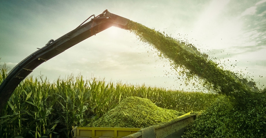 Field image of corn silage being chopped