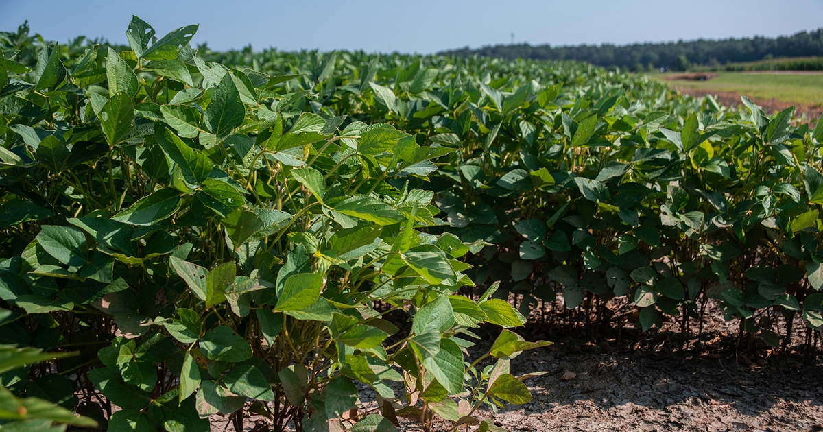 Early soybean crop looks good as it nears harvest