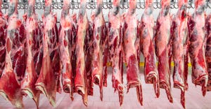 Freshly slaughtered halves of cattle hanging on the hooks in a meat plant