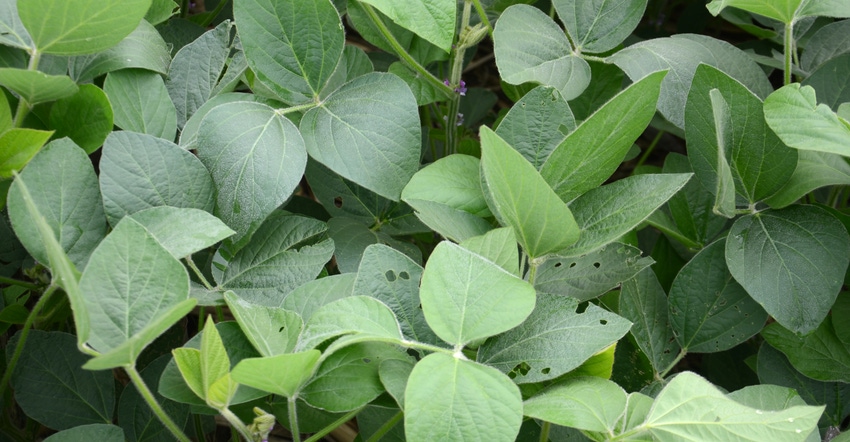 signs of leaf feeding on soybean plants
