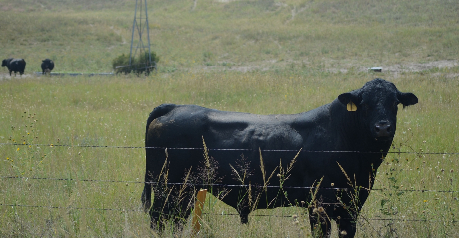 Cow-calf cost breakdown: Calculating breeding expense