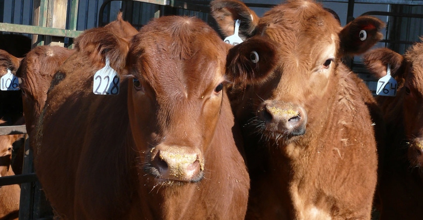 closeup of beef cattle