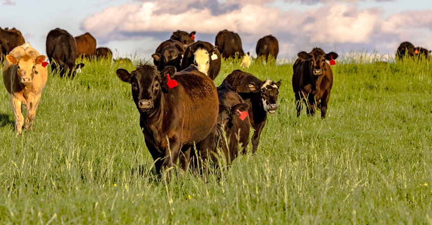 cattle in grassy field cattle in grassy field