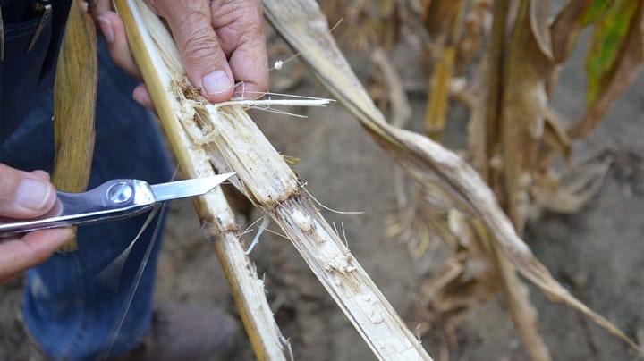 Does widespread anthracnose warrant an early corn harvest?