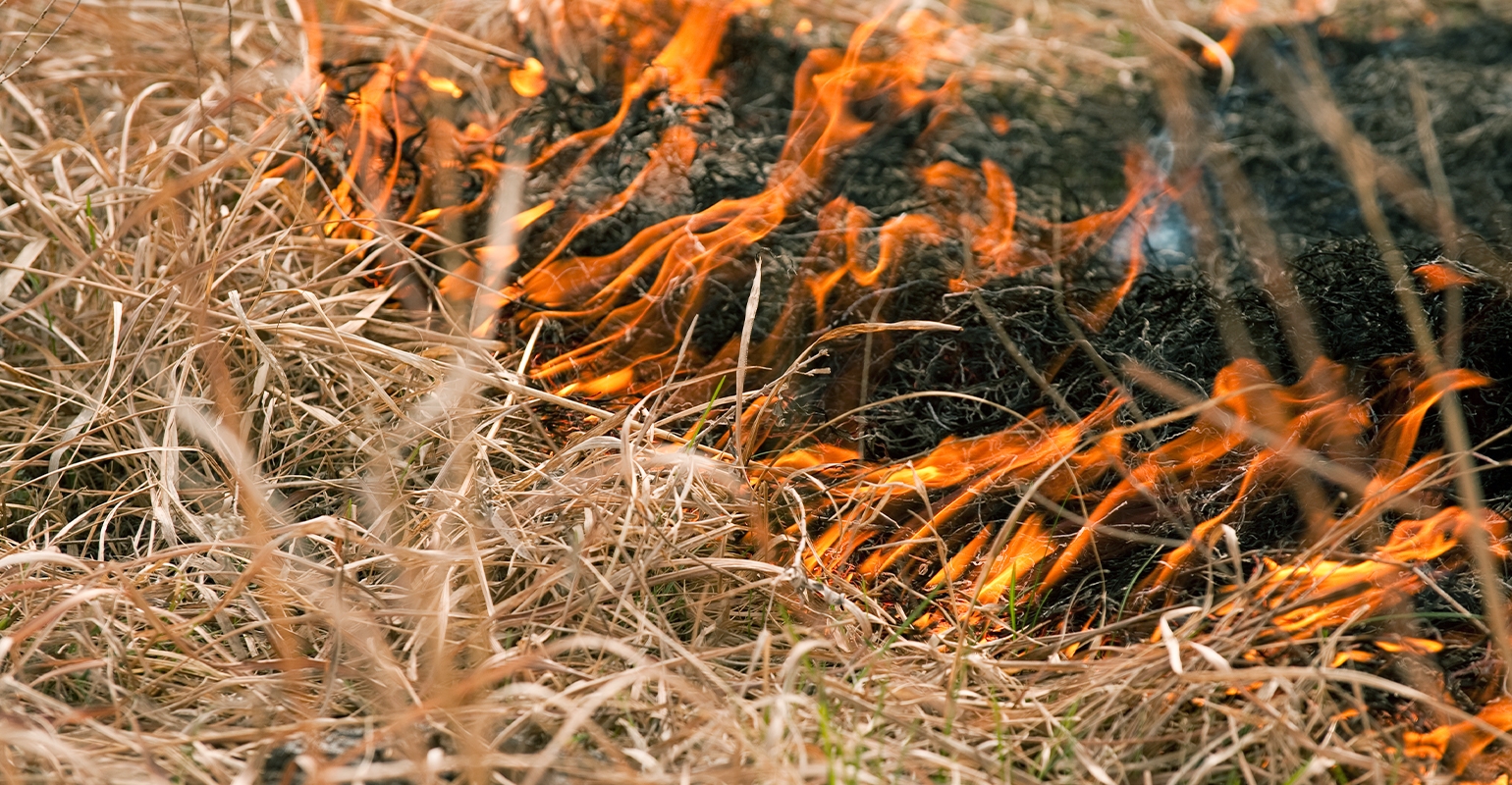 Burning grass deals