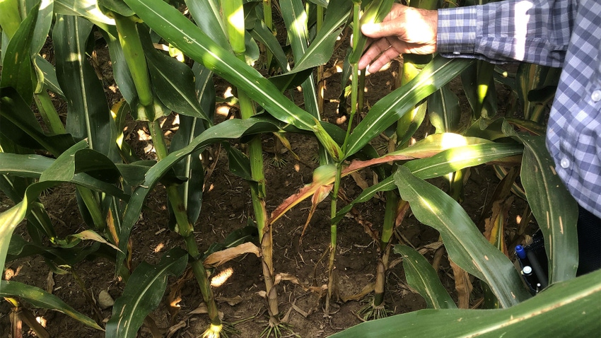 A corn plant with a thin stalk and brown leaves