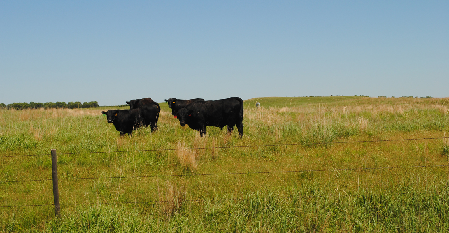 Cattlemen’s Ball raises money to fight cancer