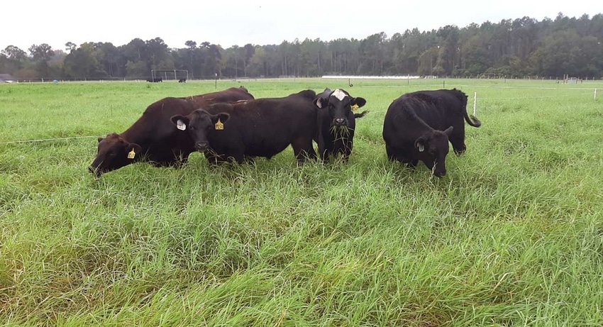 cattle-grazing-alfalfa-uga-a.jpg