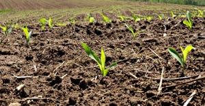 Rows of young corn plants sprouting through the ground